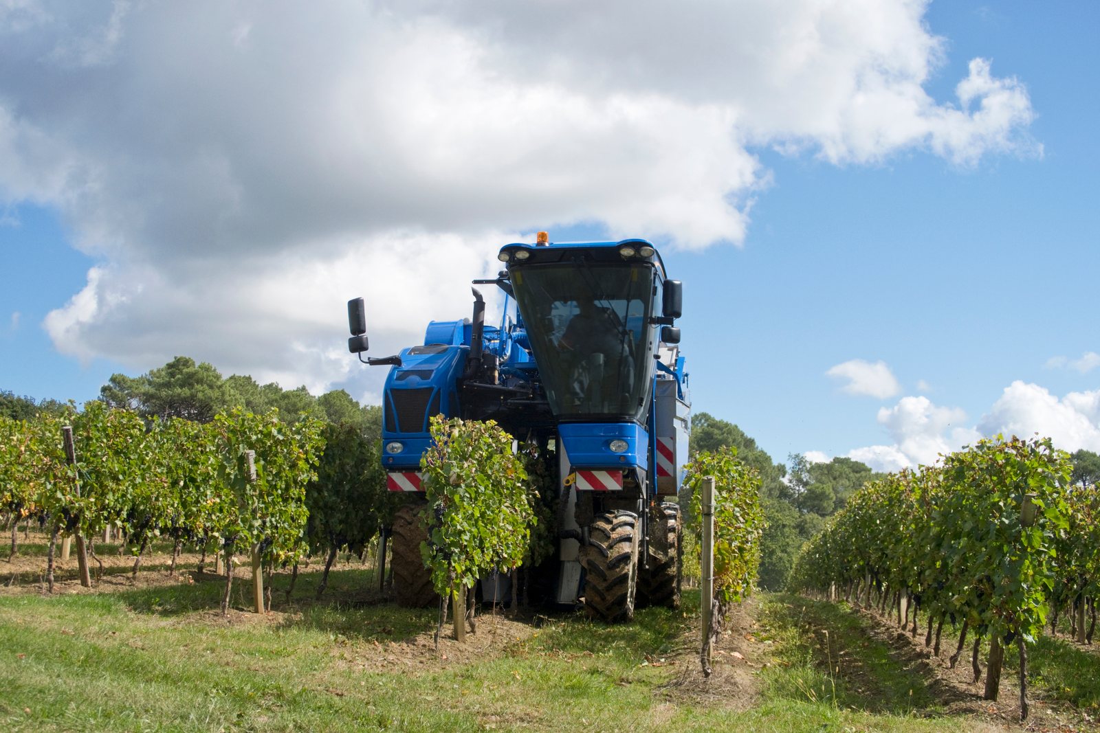 Machine à vendanger au travail dans les vignes